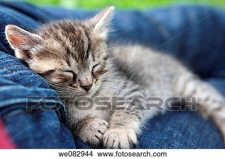 Sleeping kitten, close-up View Large Photo Image Picture - Sleeping kitten, close-up. Fotosearch