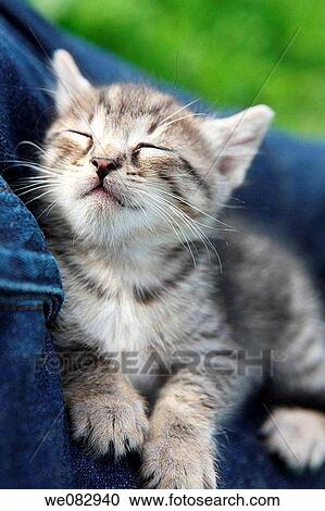 Sleeping kitten, close-up View Large Photo Image Stock Image - Sleeping kitten, close-up. Fotosearch