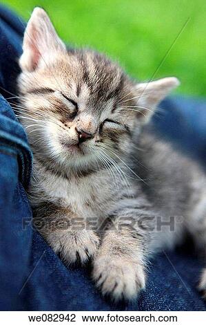 Sleeping kitten, close-up View Large Photo Image Stock Image - Sleeping kitten, close-up. Fotosearch