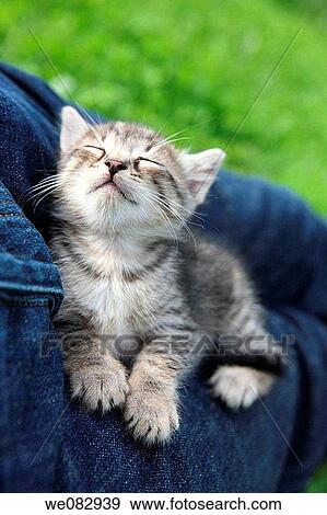 Sleeping kitten, close-up View Large Photo Image Stock Photo - Sleeping kitten, close-up. Fotosearch