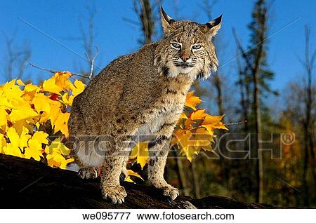 Slit eyed Bobcat on a fallen tree trunk with yellow maple leaves and blue sky View Large Photo Image Stock Photo - Slit eyed Bobcat on a fallen tree trunk with yellow maple leaves and blue sky. Fotosearch