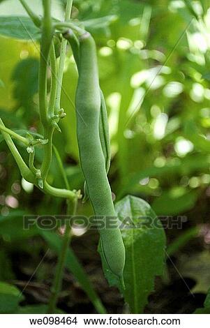 Snap Green Beans still on the plant View Large Photo Image Picture - Snap Green Beans still on the plant. Fotosearch