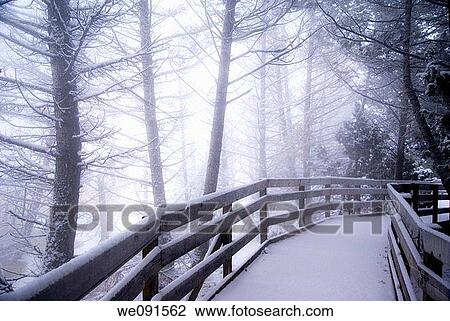 Stock Image - Snow-covered wooden boardwalk leads into a mysterious winetr forest at Mammoth Hot Springs in Yellowstone Park. Fotosearch