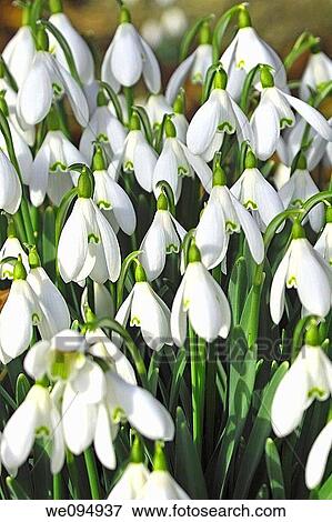 Stock Photo - Snowdrops. Fotosearch