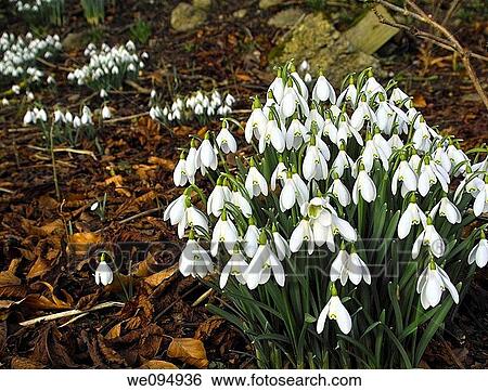 Stock Photograph - Snowdrops. Fotosearch
