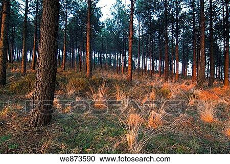 Sollube pine forest in the evening, Bermeo, Vizcaya, Basque Country. Spain. View Large Photo Image Stock Image - Sollube pine forest in the evening, Bermeo, Vizcaya, Basque Country. Spain.. Fotosearch