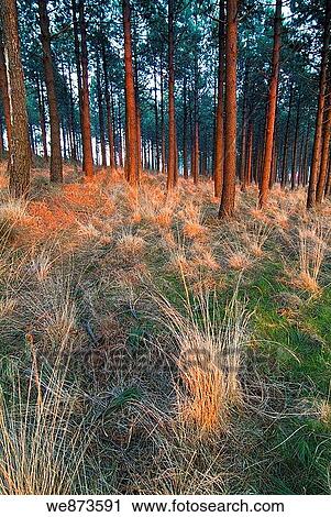 Sollube pine forest in the evening, Bermeo, Vizcaya, Basque Country. Spain. View Large Photo Image Stock Image - Sollube pine forest in the evening, Bermeo, Vizcaya, Basque Country. Spain.. Fotosearch