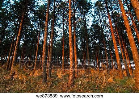 Sollube pine forest in the evening, Bermeo, Vizcaya, Basque Country. Spain. View Large Photo Image Stock Photo - Sollube pine forest in the evening, Bermeo, Vizcaya, Basque Country. Spain.. Fotosearch