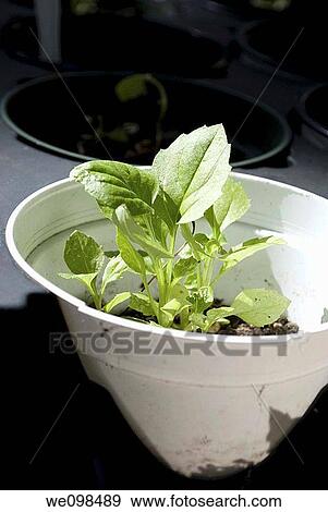 Stock Photo - Some Aster Seedlings in a white pot in a tray of other seedlings. Fotosearch