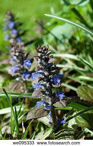 Stock Image - Some blue blooming Ajuga of the variety Chocolate Chip. Fotosearch