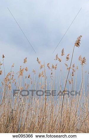 Stock Photograph - Some bog grasses on a stormy day. Fotosearch