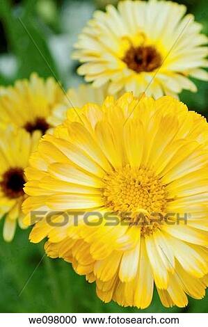 Some bright and dark centered Calendulas View Large Photo Image Stock Image - Some bright and dark centered Calendulas. Fotosearch