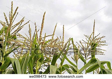 Stock Image - Some Corn stalks reaching for the blue sky. Fotosearch