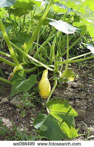 Some Crook Neck Squash forming on the plant in the garden View Large Photo Image Stock Photo - Some Crook Neck Squash forming on the plant in the garden. Fotosearch