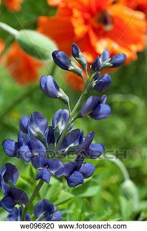 Some false indigo blooming in front of an orange poppy View Large Photo Image Stock Image - Some false indigo blooming in front of an orange poppy. Fotosearch