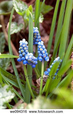 Stock Photograph - Some grape muscari or grape hyacinths blooming in spring. Fotosearch
