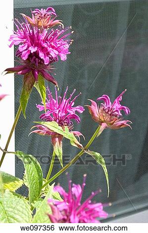 Some hot pink Monarda in front of a window View Large Photo Image Stock Photograph - Some hot pink Monarda in front of a window. Fotosearch