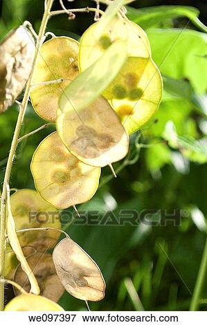 Some of the sunlit discs of a money plant View Large Photo Image Stock Photo - Some of the sunlit discs of a money plant. Fotosearch