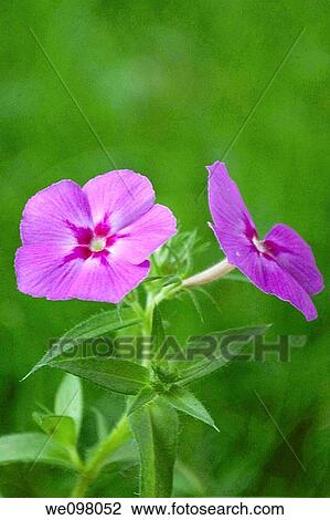 Some pink annual Phlox blooms View Large Photo Image Stock Image - Some pink annual Phlox blooms. Fotosearch