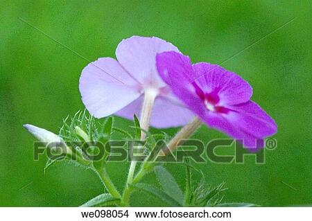 Picture - Some pink annual Phlox. Fotosearch