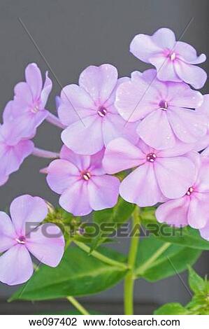 Some pink perennial wild Phlox View Large Photo Image Stock Image - Some pink perennial wild Phlox. Fotosearch