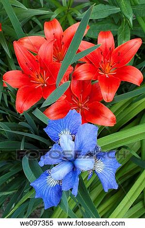 Some red Asiatic Lilies with a blue Japanese Iris View Large Photo Image Stock Photography - Some red Asiatic Lilies with a blue Japanese Iris. Fotosearch