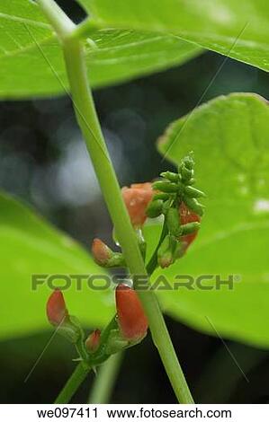Stock Image - Some scarlet runner bean flowers budding under the leaves. Fotosearch