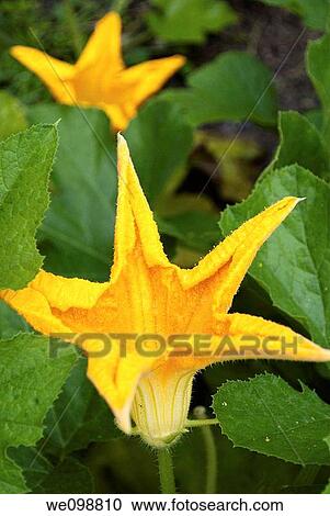 Some star shaped yellow Pumpkin flowers View Large Photo Image Stock Image - Some star shaped yellow Pumpkin flowers. Fotosearch