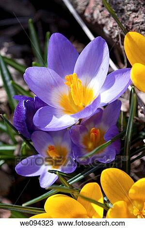 Some tricolor snow crocus sporting stripes of gold, white and purple View Large Photo Image Stock Image - Some tricolor snow crocus sporting stripes of gold, white and purple. Fotosearch