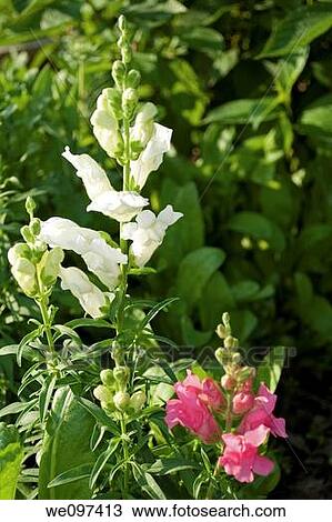 Some white and pink Snapdragons in an annual bed View Large Photo Image Stock Image - Some white and pink Snapdragons in an annual bed. Fotosearch