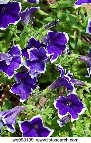 Stock Photo - Some white edged purple petunias. Fotosearch