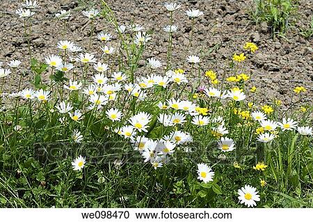 Some wild dasies and other native flowers growing along the chickenwire edge of a veggie garden View Large Photo Image Stock Image - Some wild dasies and other native flowers growing along the chickenwire edge of a veggie garden. Fotosearch