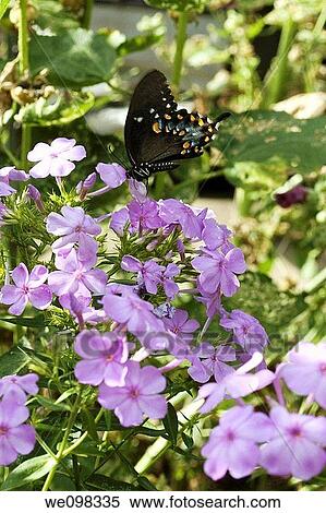 Some wild Phlox being visited by a black butterfly with orange and blue spots View Large Photo Image Stock Photography - Some wild Phlox being visited by a black butterfly with orange and blue spots. Fotosearch