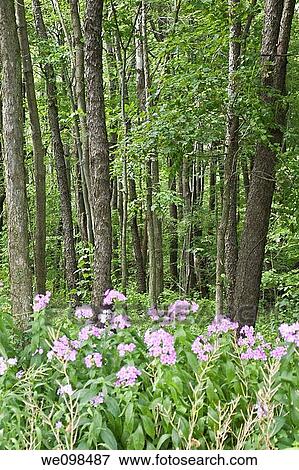 Stock Photo - Some wild Phlox blooming in the woods. Fotosearch