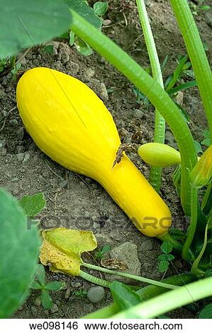 Some yellow Crook Neck Squash growing in the garden View Large Photo Image Stock Photograph - Some yellow Crook Neck Squash growing in the garden. Fotosearch