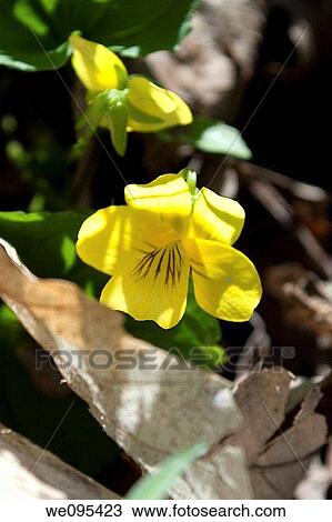 Some yellow woodland violets View Large Photo Image Stock Image - Some yellow woodland violets. Fotosearch