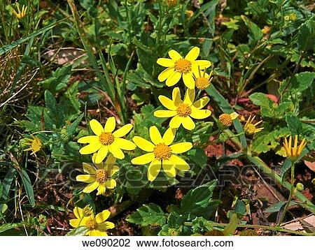 Sonki, Senecio bombayensis, Monsoon flower View Large Photo Image Stock Image - Sonki, Senecio bombayensis, Monsoon flower. Fotosearch