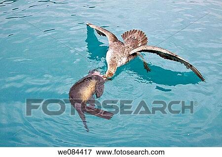 Southern Giant Petrel Macronectes giganteus and Northern Giant Petrel Macronectes halli tearing apart an Antarctic fur seal pup in the water at Grytviken on South Georgia, Southern Atlantic Ocean The giant petrels are two large seabirds from the genu View Large Photo Image Stock Photo - Southern Giant Petrel Macronectes giganteus and Northern Giant Petrel Macronectes halli tearing apart an Antarctic fur seal pup in the water at Grytviken on South Georgia, Southern Atlantic Ocean The giant petrels are two large seabirds from the genu. Fotosearch