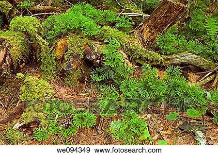Southern Ground Cedar, Pink Beds Area, Pisgah NF, NC View Large Photo Image Stock Photo - Southern Ground Cedar, Pink Beds Area, Pisgah NF, NC. Fotosearch