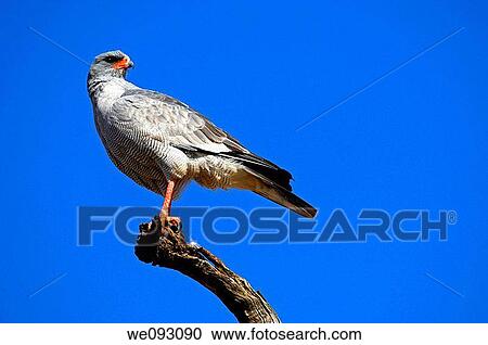 Southern Pale Chanting Goshawk Melierax canorus on a perch, Madikwe Game Reserve, South Africa View Large Photo Image Stock Image - Southern Pale Chanting Goshawk Melierax canorus on a perch, Madikwe Game Reserve, South Africa. Fotosearch
