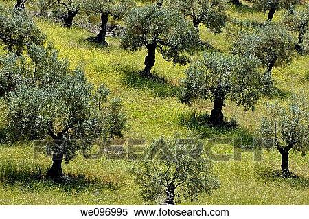 Spain andalusia fields of olives trees between alora and antequera villages View Large Photo Image Stock Photography - Spain andalusia fields of olives trees between alora and antequera villages. Fotosearch