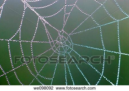 spider web full of dew drops, Switzerland View Large Photo Image Stock Image - spider web full of dew drops, Switzerland. Fotosearch