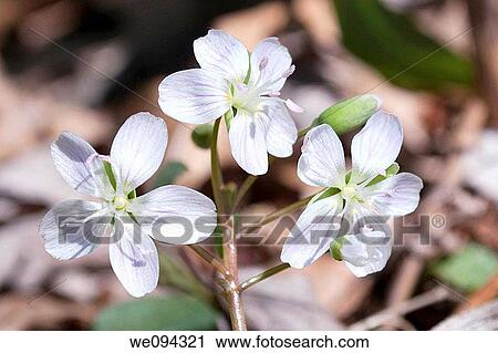 Spring Beauty a lovely wildflower that blooms in Ohio's Spring View Large Photo Image Stock Image - Spring Beauty a lovely wildflower that blooms in Ohio's Spring. Fotosearch