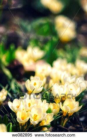 Spring Crocus Patch. Crocus chrysanthus? Cream Beauty?. March 2008, Maryland, USA View Large Photo Image Stock Photography - Spring Crocus Patch. Crocus chrysanthus? Cream Beauty?. March 2008, Maryland, USA. Fotosearch