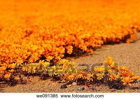 Spring flower display of Ursinia cakilefolia in Nababeep, Namaqualand, South Africa View Large Photo Image Stock Photography - Spring flower display of Ursinia cakilefolia in Nababeep, Namaqualand, South Africa. Fotosearch