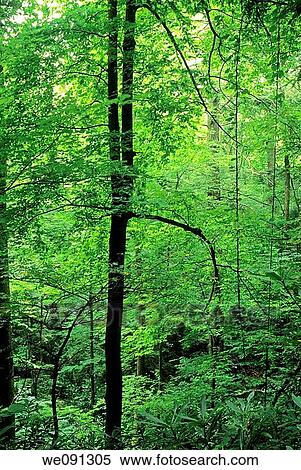Spring Foliage, Great Smoky Mtns National Park, TN, USA View Large Photo Image Stock Photography - Spring Foliage, Great Smoky Mtns National Park, TN, USA. Fotosearch