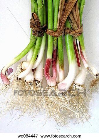 Stock Photo - Spring garlic. Fotosearch