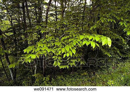 Spring Image, Great Smoky Mtns Nat Park, NC View Large Photo Image Stock Image - Spring Image, Great Smoky Mtns Nat Park, NC. Fotosearch