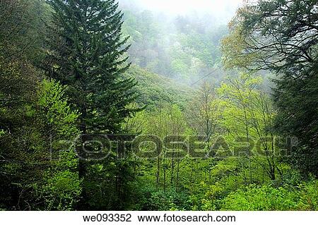 Spring Landscape, Newfound Gap Rd, Great Smoky Mountains National Park, TN View Large Photo Image Stock Image - Spring Landscape, Newfound Gap Rd, Great Smoky Mountains National Park, TN. Fotosearch