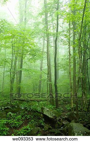 Spring Landscape, Newfound Gap Rd, Great Smoky Mountains National Park, TN View Large Photo Image Stock Image - Spring Landscape, Newfound Gap Rd, Great Smoky Mountains National Park, TN. Fotosearch